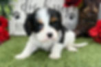 Cavalier King Charles Spaniel puppy for sale