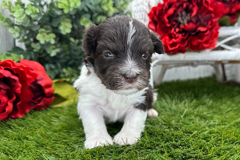 Havanese Puppy For Sale