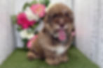 Thumbnail: Shooter | Havanese