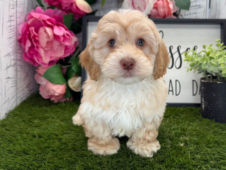 havapoo puppy for sale