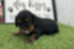 Cavalier King Charles Spaniel Puppy For Sale