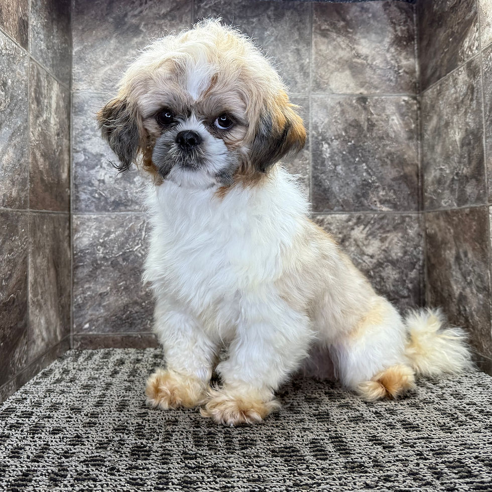 Thumbnail: Kricket | Shih Tzu | Adopted