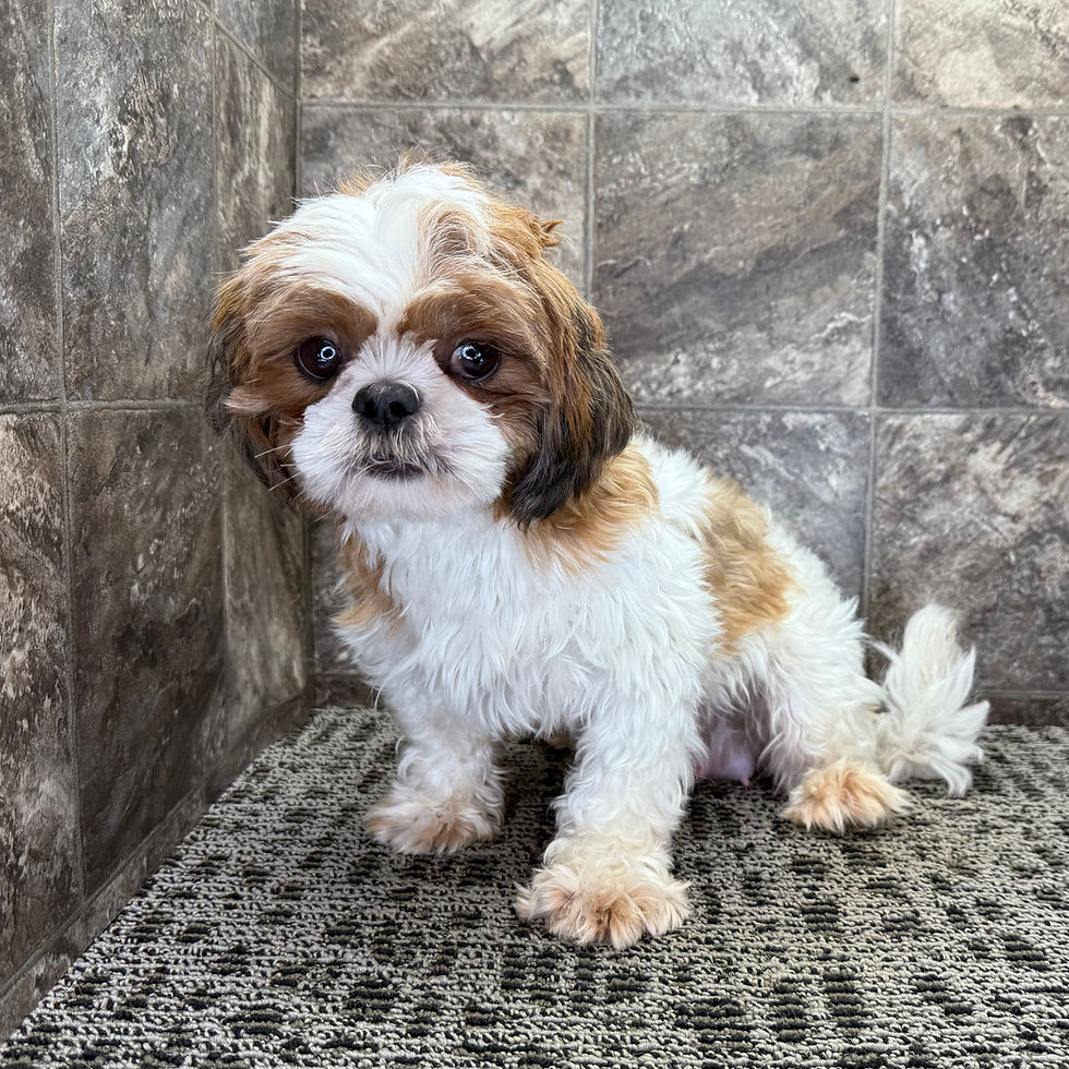 Thumbnail: Earl | Shih Tzu | Adopted
