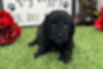 Thumbnail: Havapoo puppy For Sale