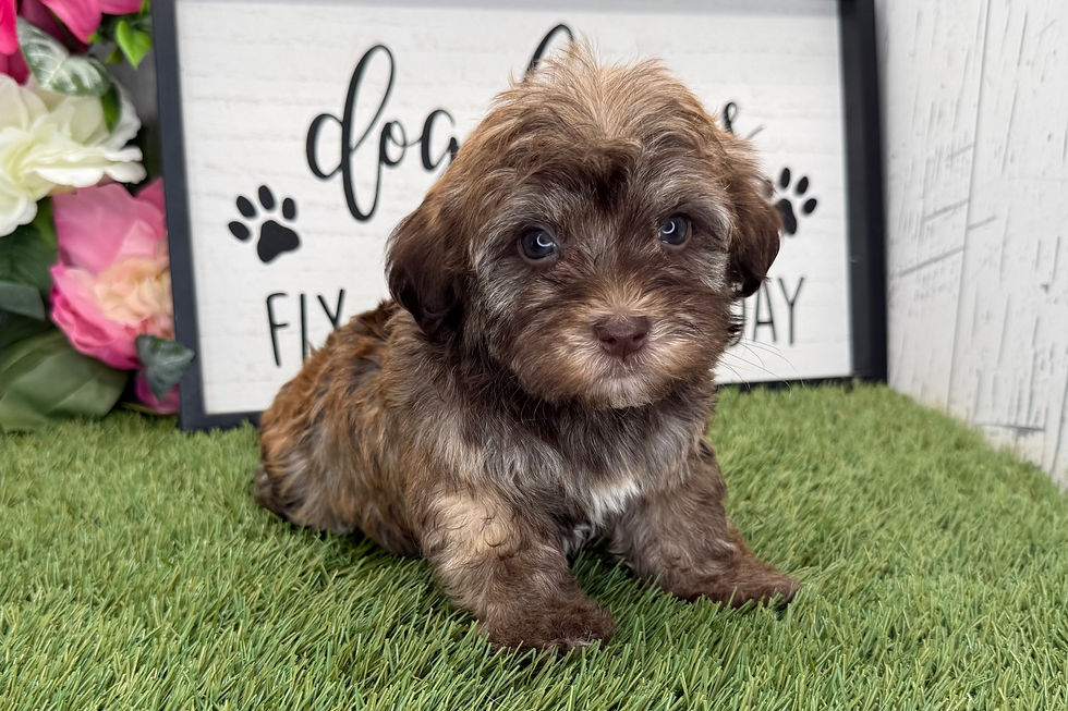 Thumbnail: Adopted | Carl | Havanese Puppy