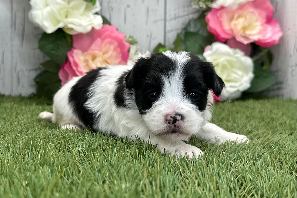 Thumbnail: Havanese puppy For Sale