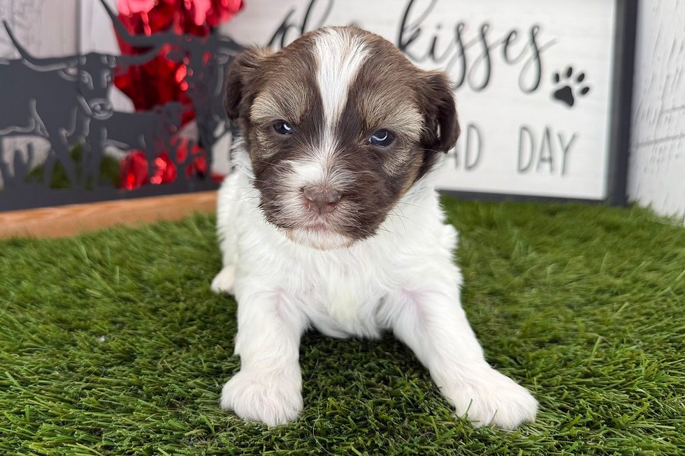 Havanese Puppy For Sale