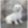 Thumbnail: Havanese Mom
