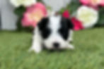 Thumbnail: Havanese puppy For Sale