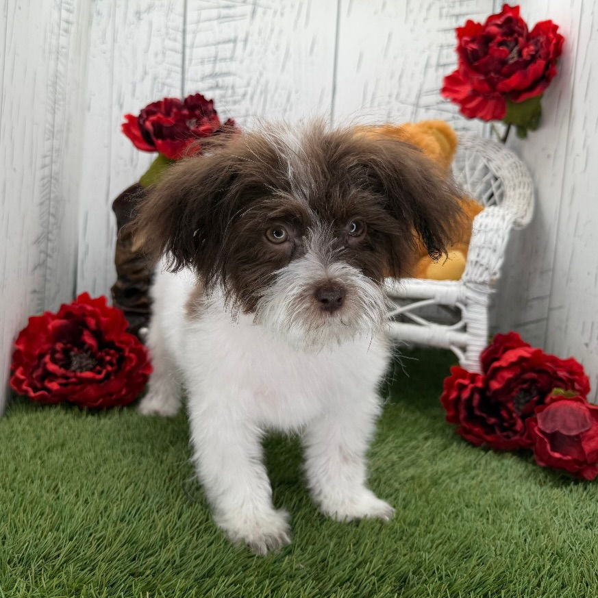 Thumbnail: Happy / Havanese