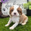 Thumbnail: Cavalier King Charles Spaniel Puppy For Sale