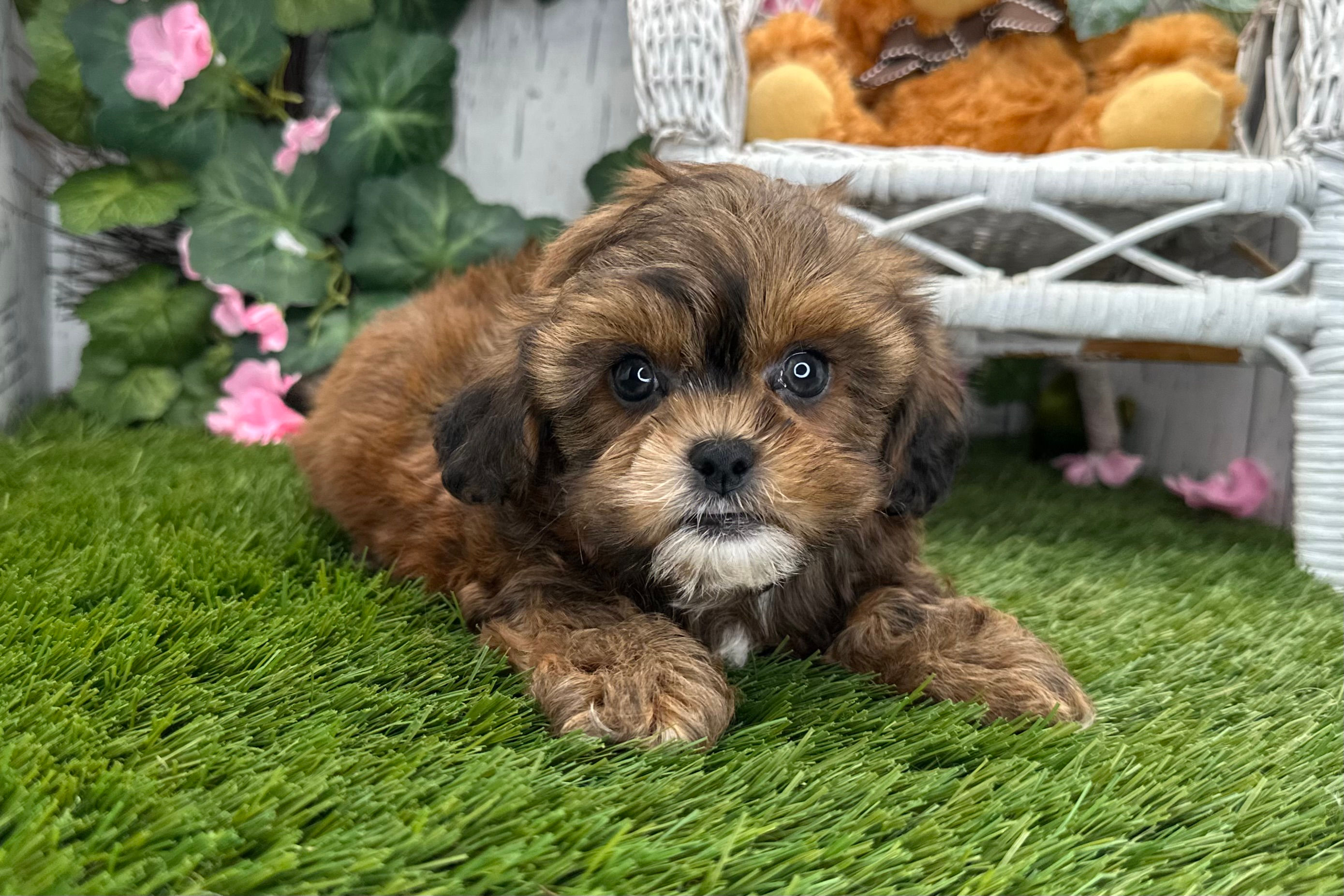 Rise / Shihpoo