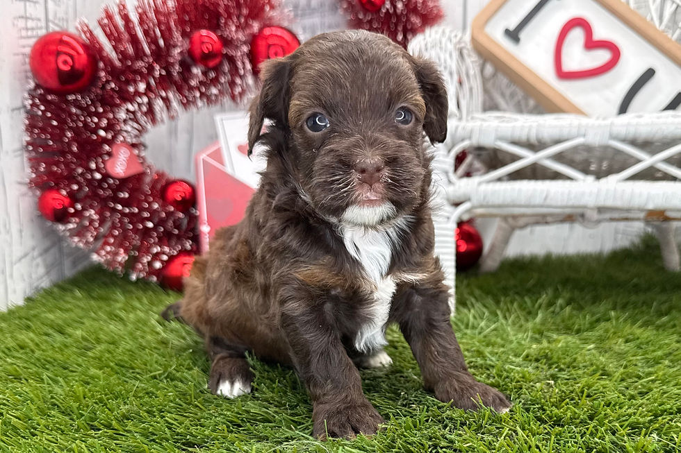 Havapoo Puppy For Sale