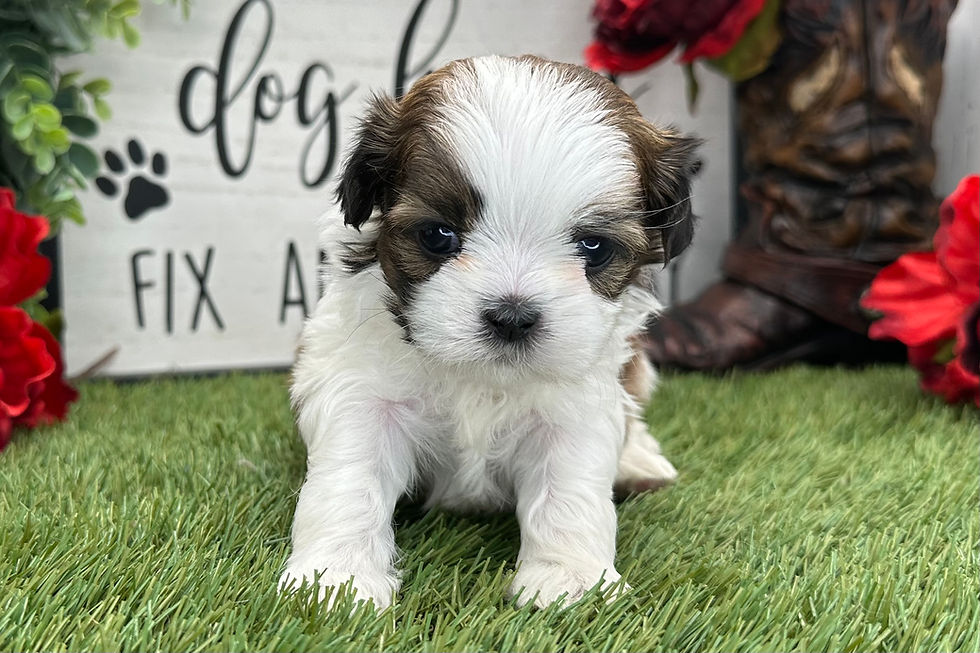 Shih-Tzu puppy For Sale