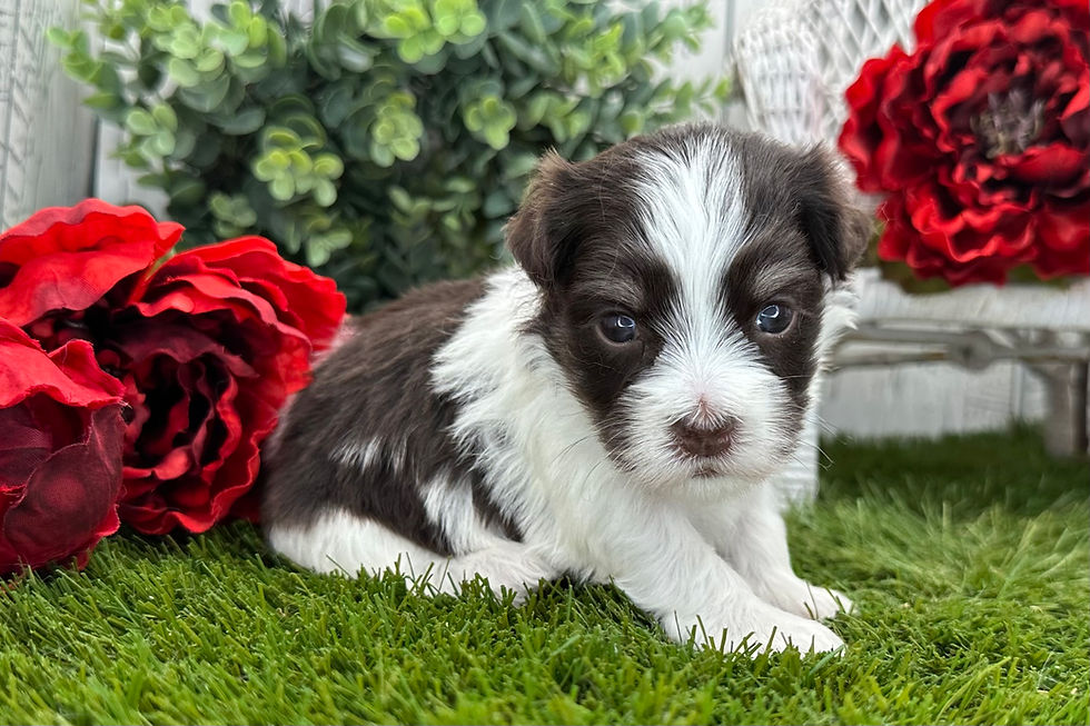Havanese Puppy For Sale