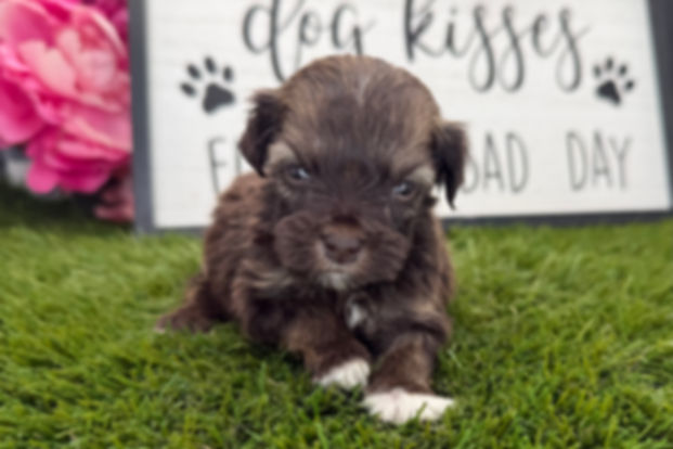 Havanese Puppy For Sale