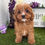 Thumbnail: Raven / Cavapoo