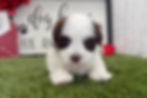 Havanese puppy For Sale