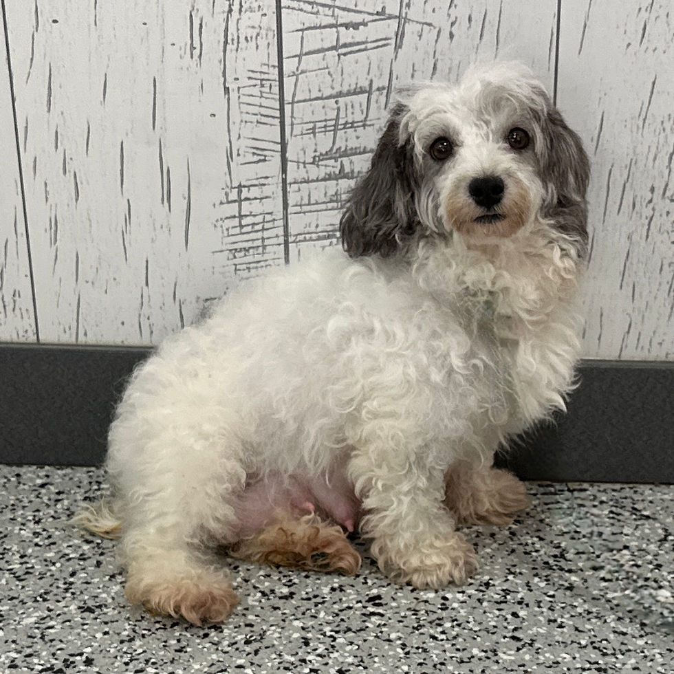 Thumbnail: Havanese Mom