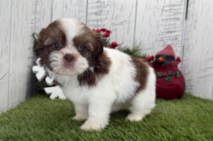 Twinkle | Shih Tzu | Adopted