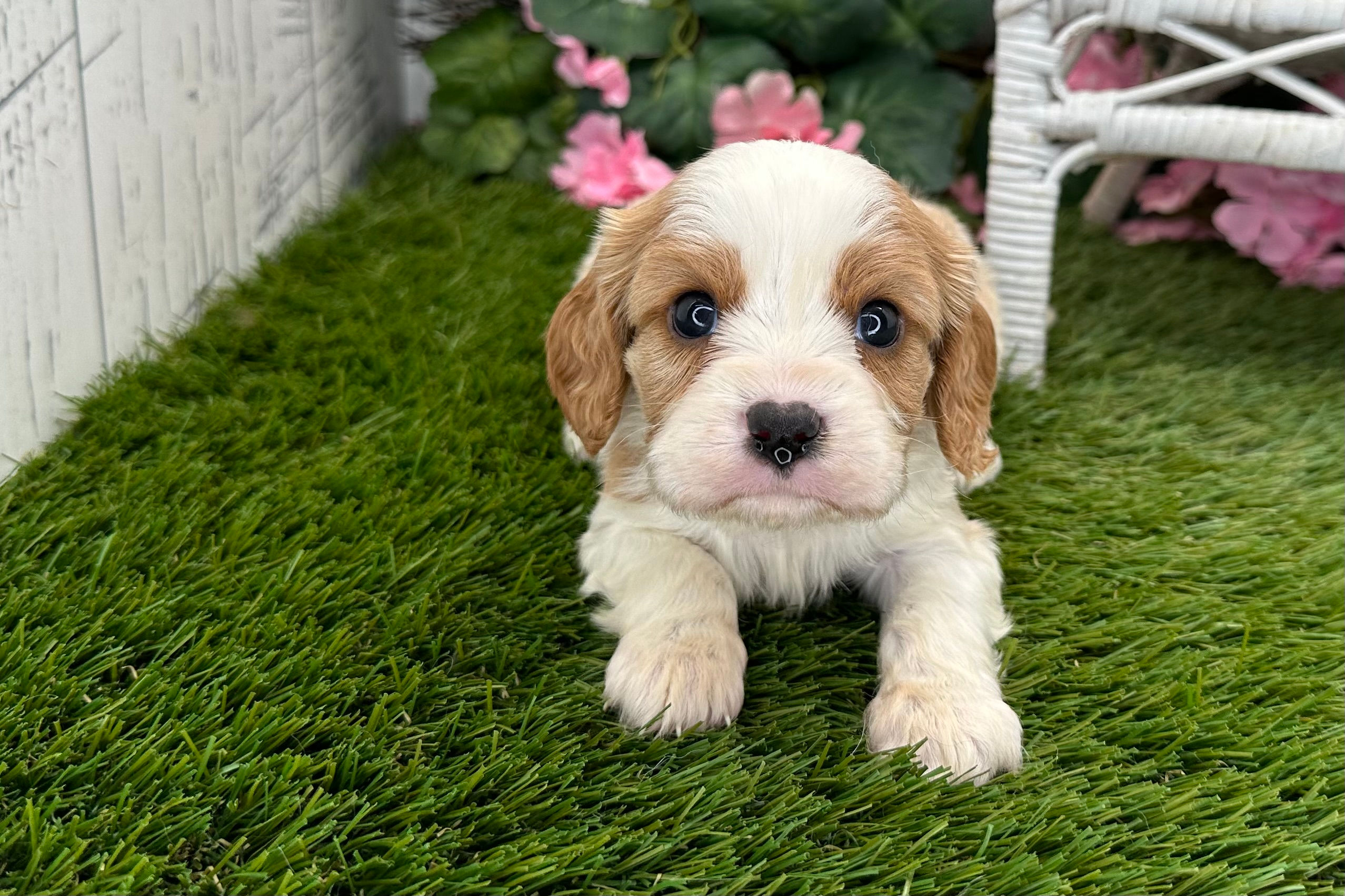 Cavalier Puppy For Sale