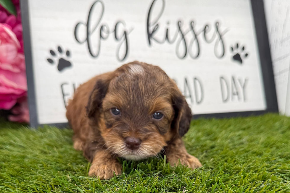 Havapoo puppies For Sale