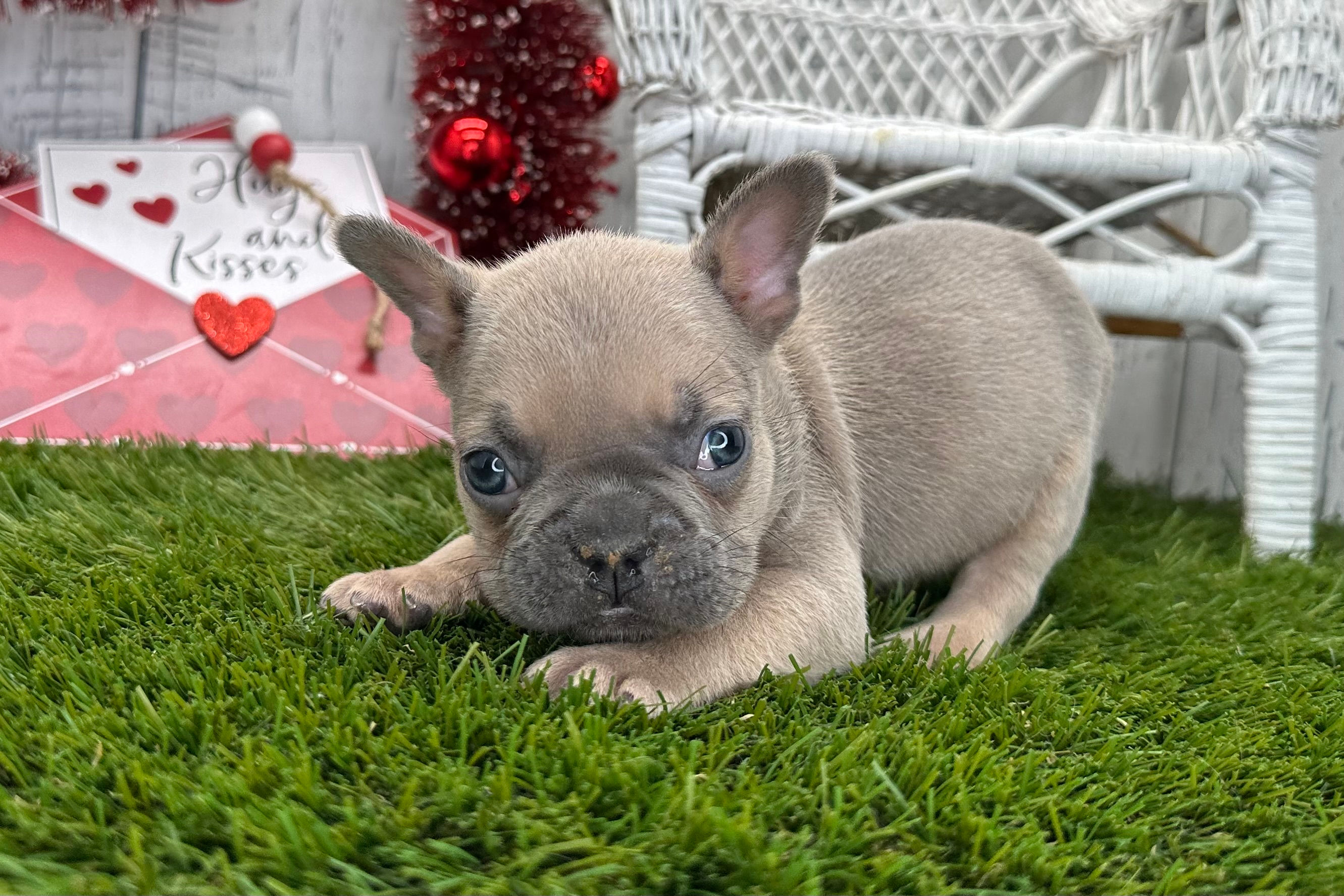 Avery / French Bulldog