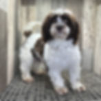 Thumbnail: Havanese Mom