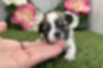 Thumbnail: Havanese puppy For Sale