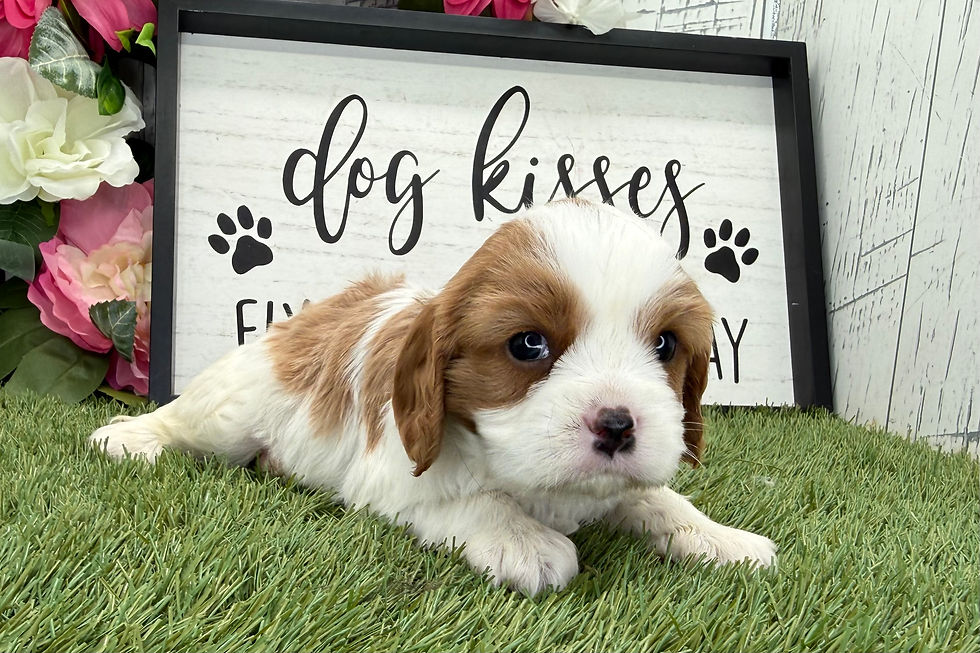 Thumbnail: Cavalier King Charles Spaniel Puppy For Sale