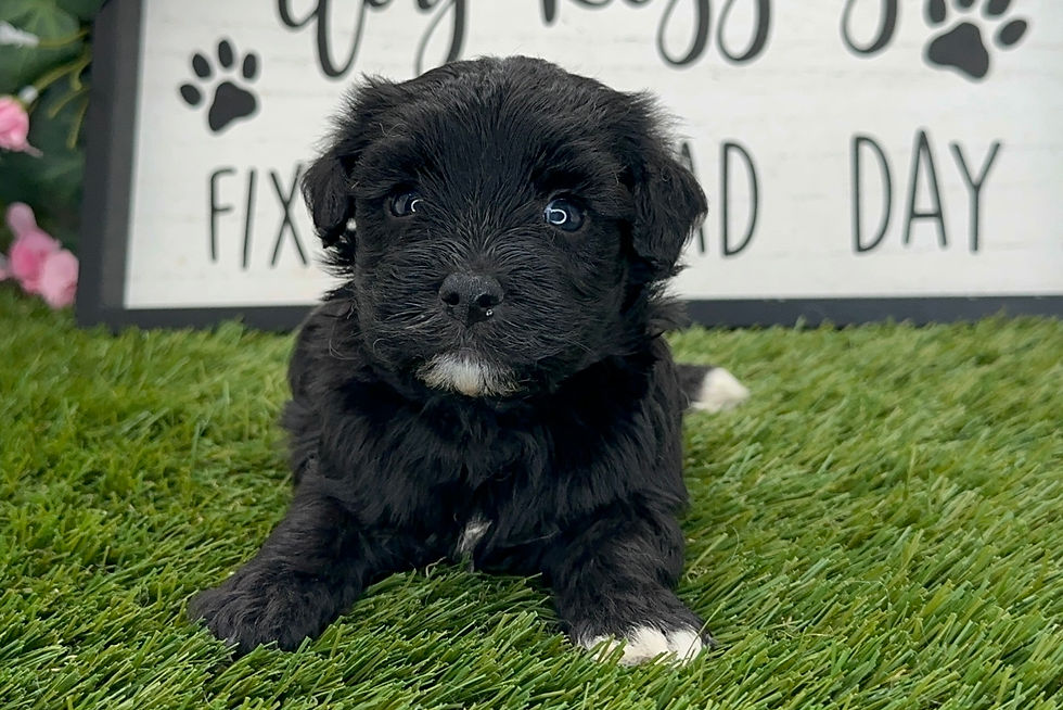 Havanese Puppy For Sale