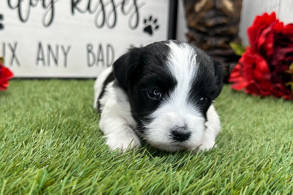 Havanese Puppy For Sale