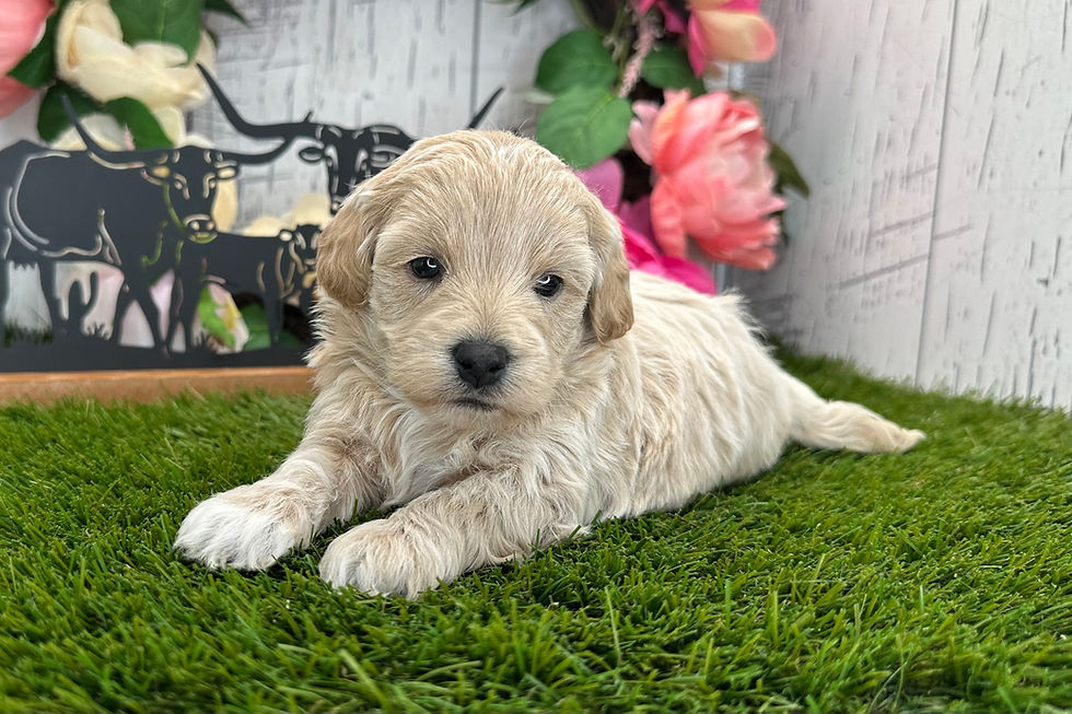 Havapoo puppies For Sale