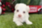 Havanese puppy For Sale