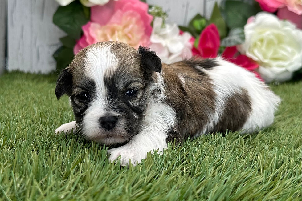 Havanese puppy For Sale