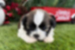 Shih Tzu Puppy For Sale