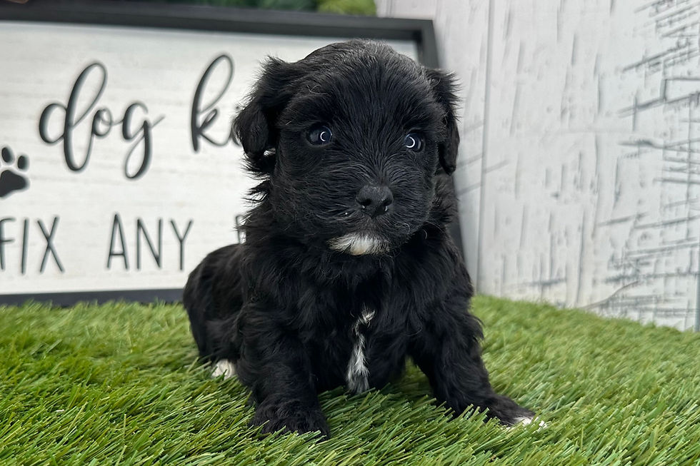 Thumbnail: Havanese Puppy For Sale 