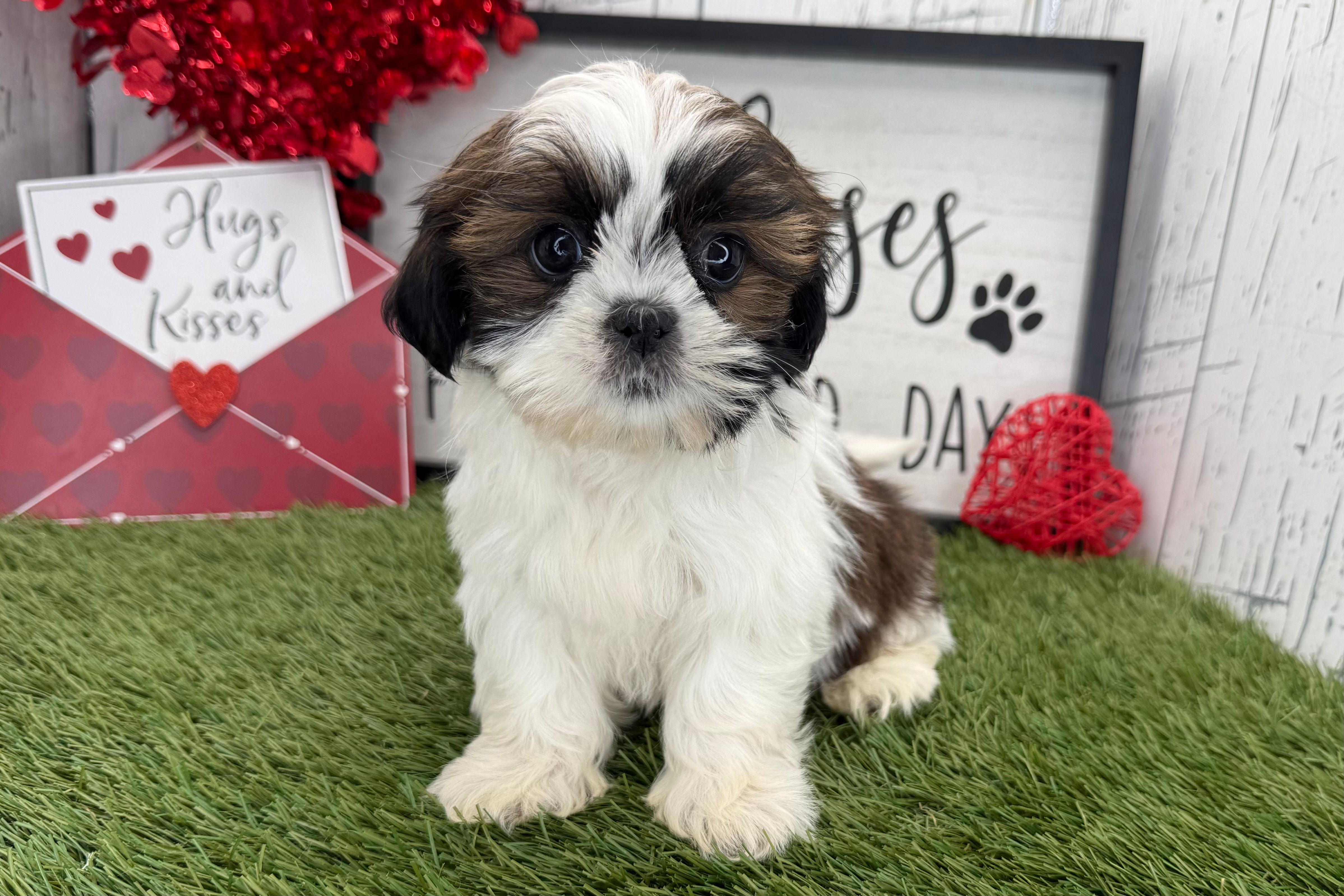 Adopted Emerald / ShihTzu