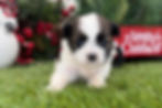 Shih Tzu Puppy For Sale