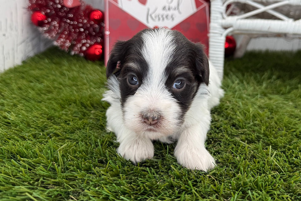 Havanese Puppy For Sale