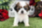 Shih-Tzu puppy For Sale