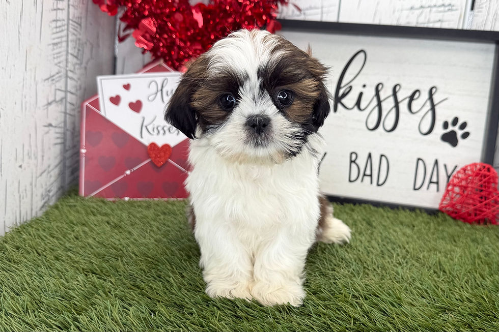 Thumbnail: Emerald | ShihTzu | Adopted