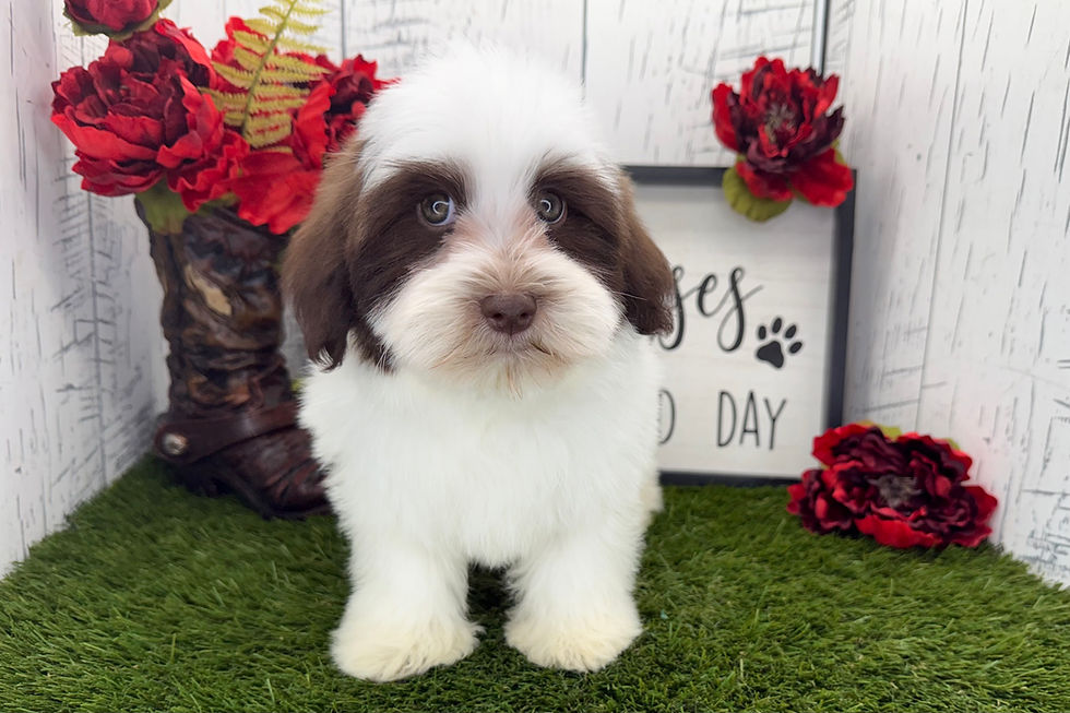 Thumbnail: Navy | Havanese | Adopted