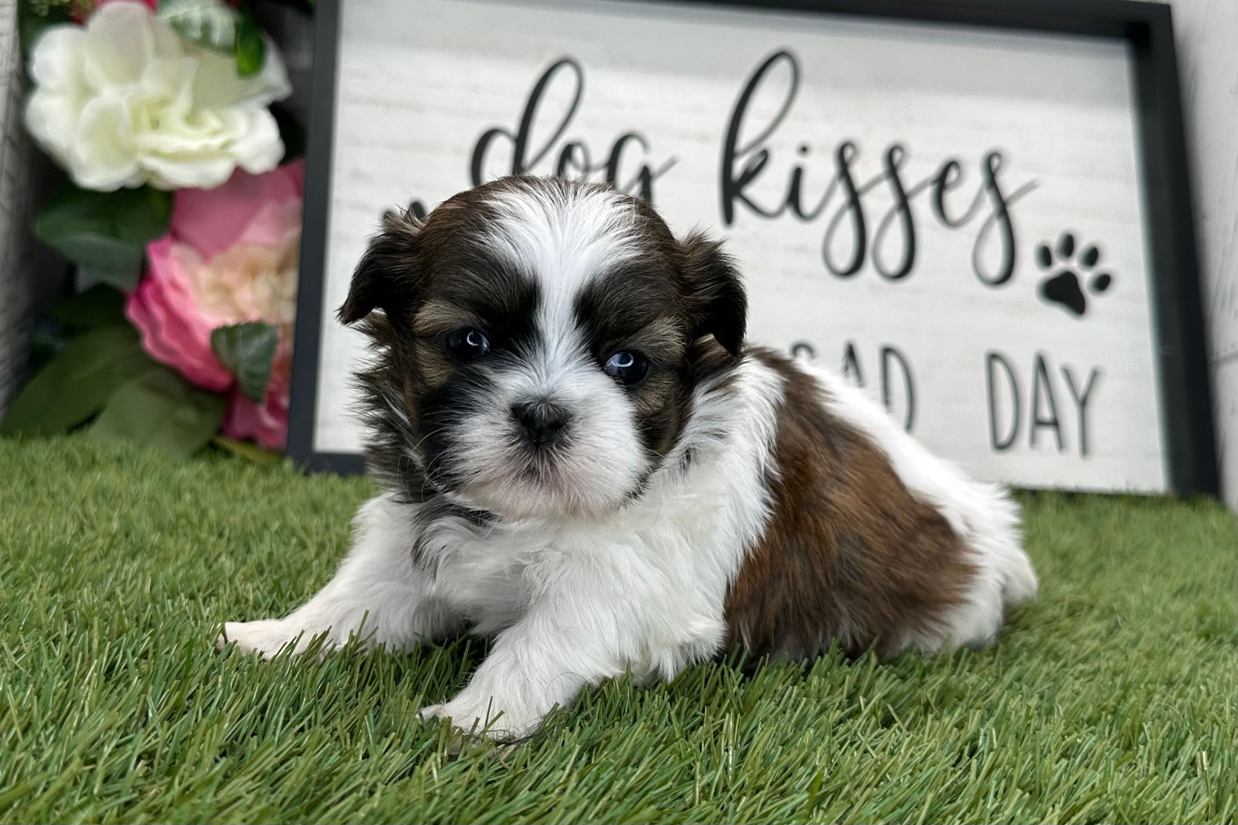 Shih Tzu Puppy For Sale
