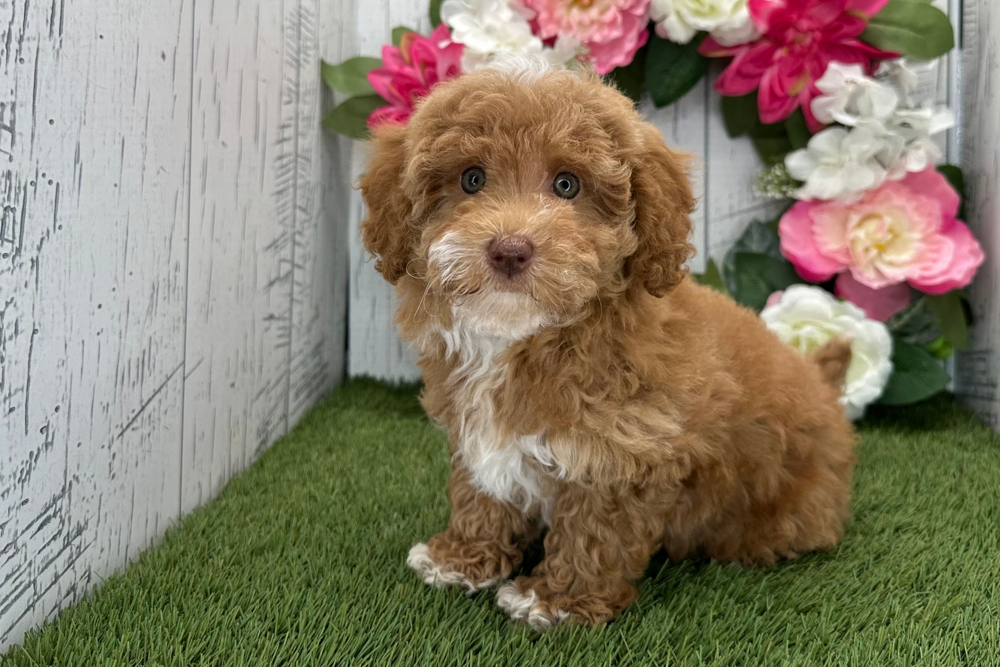 Adopted | Joy | Havapoo