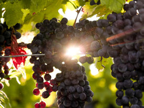 Carré d’agneau en croûte de pistaches & Astéria rouge 2020 : un classique réinventé