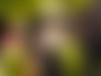 Carré d’agneau en croûte de pistaches & Astéria rouge 2020 : un classique réinventé