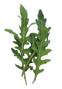 roquette1.png