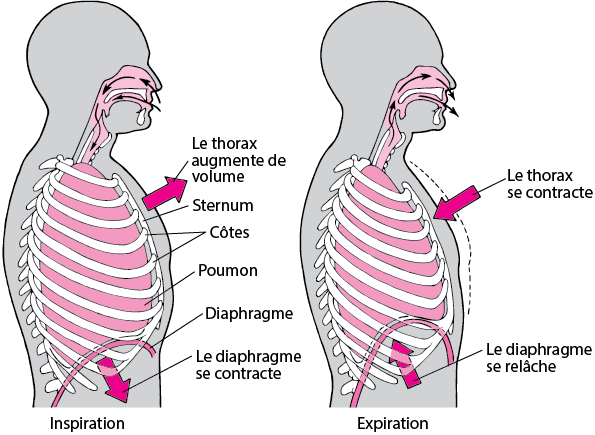 "Comment la respiration influence la posture, l'équilibre articulaire et la qualité de nos mouvements ?" 