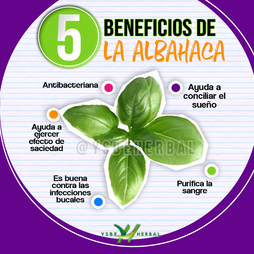 Hojas de albahaca beneficios